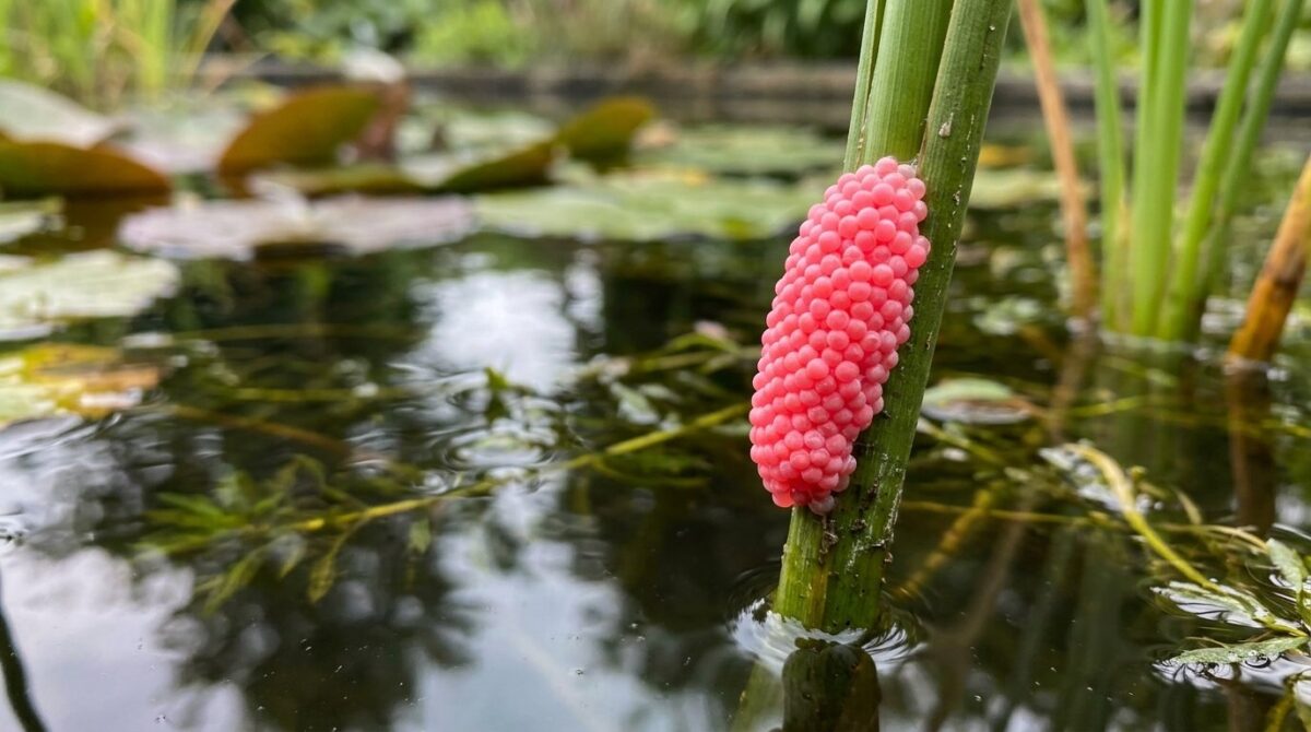 entdecken Sie leuchtend rosa Eier im Garten: Erfahren Sie, welcher invasive Schädling zurückgekehrt ist und wie Sie schnell handeln können